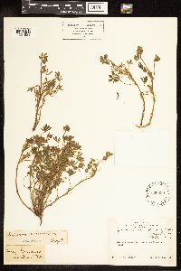 Lupinus bicolor image