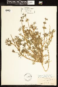 Lupinus bicolor image
