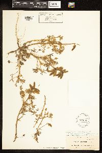 Lupinus bicolor image