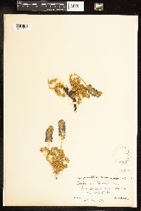 Thumbnail image of current specimen