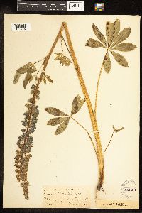 Thumbnail image of current specimen