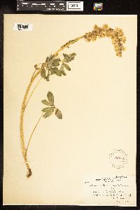 Thumbnail image of current specimen