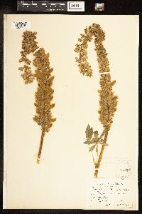 Thumbnail image of current specimen