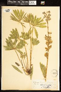 Thumbnail image of current specimen