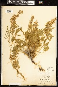 Lupinus argenteus image