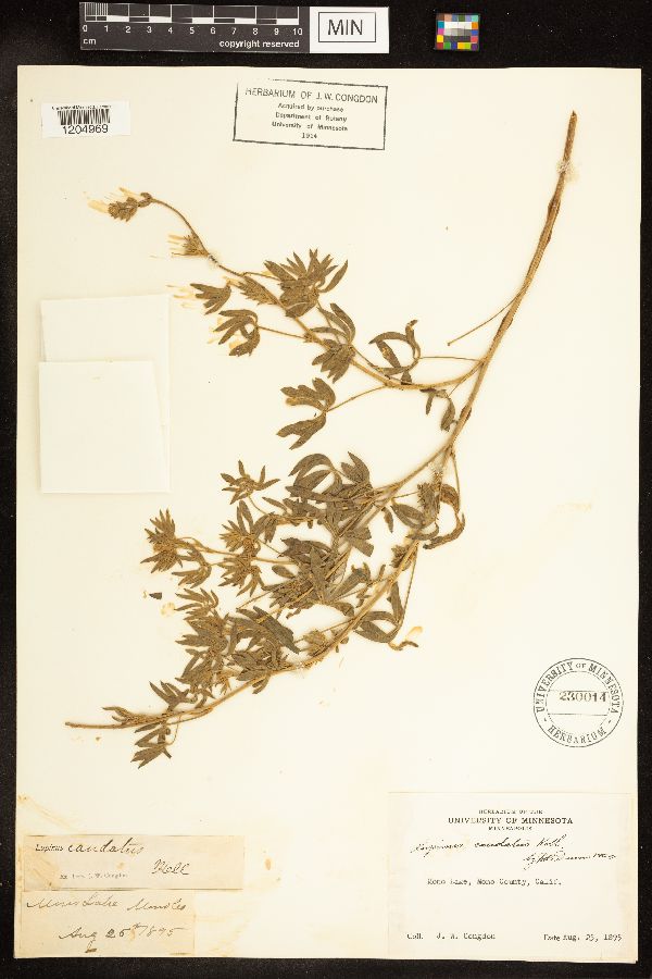 Lupinus argenteus image