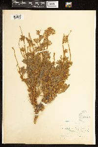 Thumbnail image of current specimen