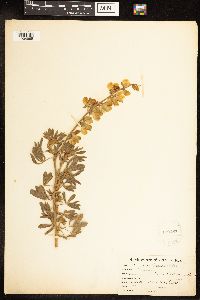 Thumbnail image of current specimen