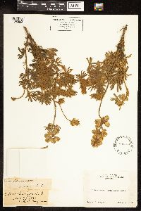 Thumbnail image of current specimen