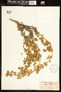 Thumbnail image of current specimen