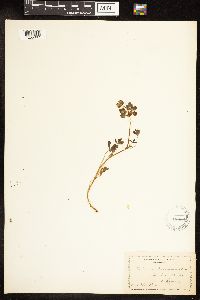 Thumbnail image of current specimen