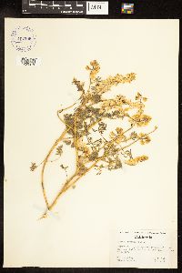 Lupinus citrinus image