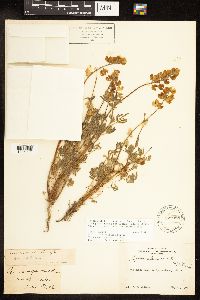 Thumbnail image of current specimen