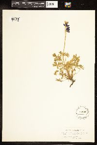 Thumbnail image of current specimen