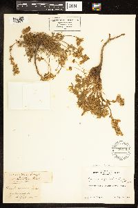 Lupinus lepidus image