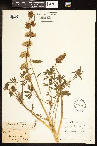 Thumbnail image of current specimen