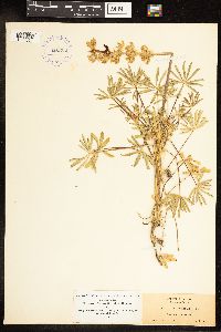 Thumbnail image of current specimen