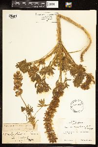 Thumbnail image of current specimen