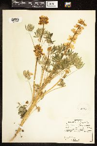 Lupinus microcarpus var. densiflorus image