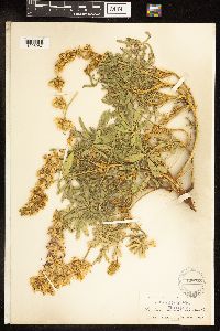 Thumbnail image of current specimen