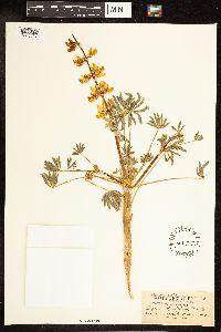 thumbnail image of current specimen