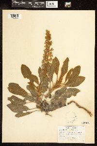 Thumbnail image of current specimen