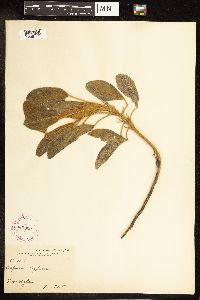 Thumbnail image of current specimen