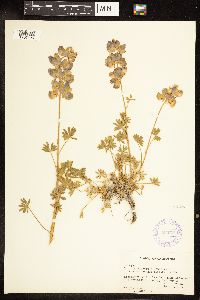 Thumbnail image of current specimen