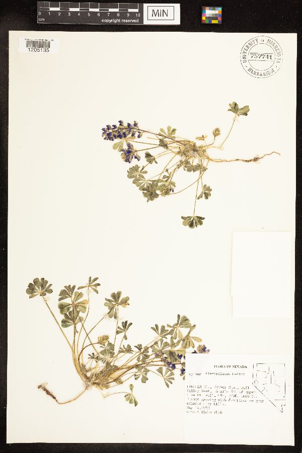 Lupinus flavoculatus image