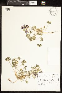 Image Associated With the Occurrence