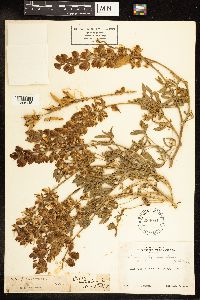 Thumbnail image of current specimen