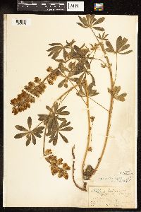 Thumbnail image of current specimen