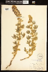 Thumbnail image of current specimen