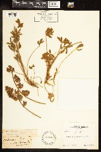 Lupinus grayi image