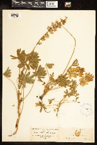 Lupinus grayi image