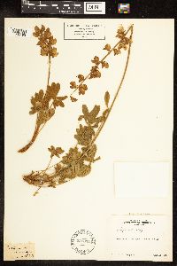 Lupinus grayi image