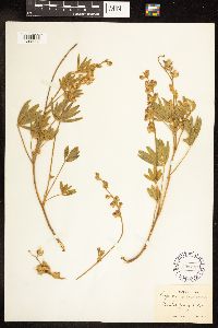 Thumbnail image of current specimen