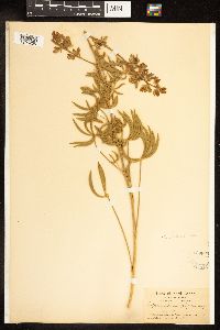 Thumbnail image of current specimen