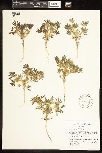 Thumbnail image of current specimen