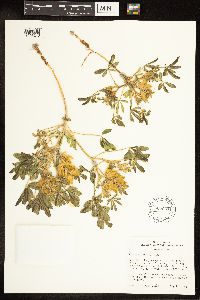 Thumbnail image of current specimen