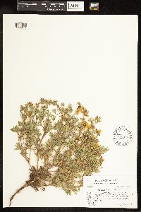 Thumbnail image of current specimen