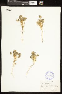 Thumbnail image of current specimen