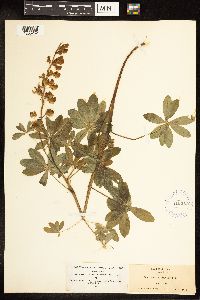 Lupinus latifolius var. latifolius image