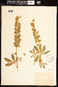 Thumbnail image of current specimen