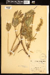 Lupinus latifolius var. latifolius image