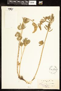 Lupinus arbustus image