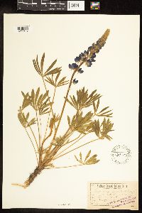 Thumbnail image of current specimen