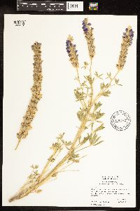 Thumbnail image of current specimen