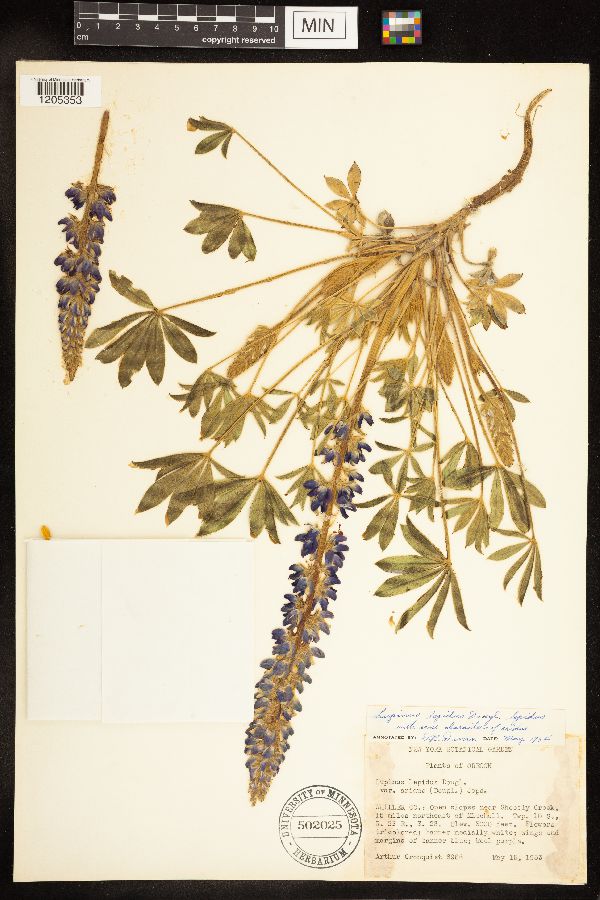 Lupinus lepidus var. lepidus image