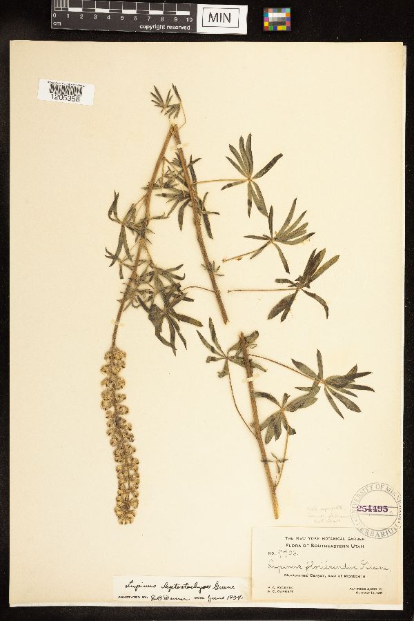 Lupinus leptostachyus image